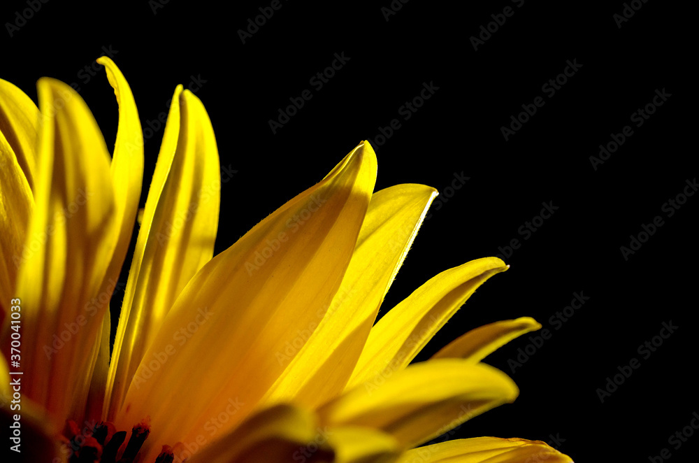 yellow flower on black background yellow flower on black background