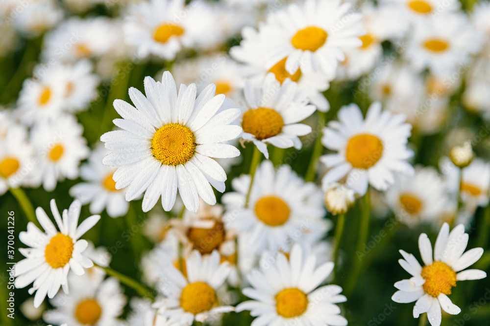 Daisies. Chamomile. Many flowers with white petals. Daisies. Chamomile. Many flowers with white petals.