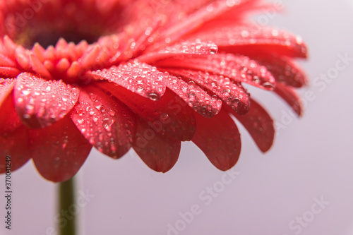 Pink gerbera flower petals with many tiny water droplets. Macro shot of a bud close-up.