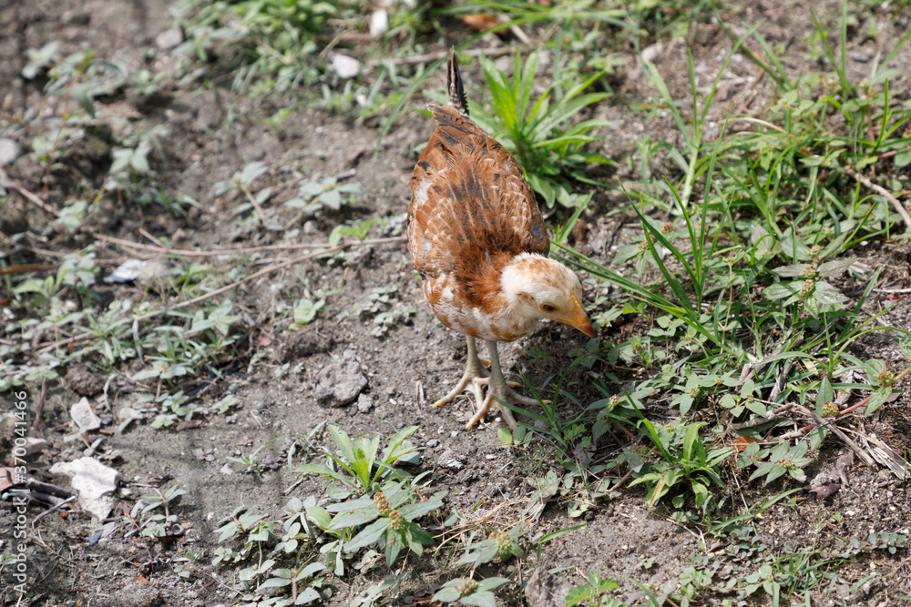 Immature chicken, Sint Maarten, Caribbean Immature chicken, Sint Maarten, Caribbean