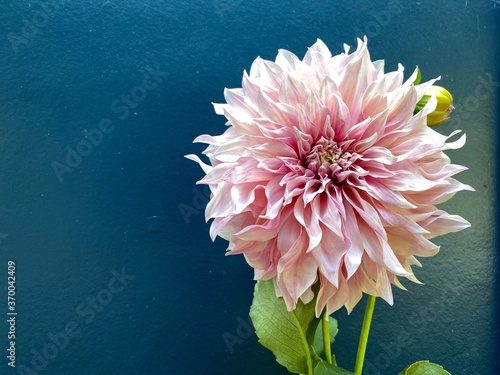 Light pink dinner plate dahlia against blue background