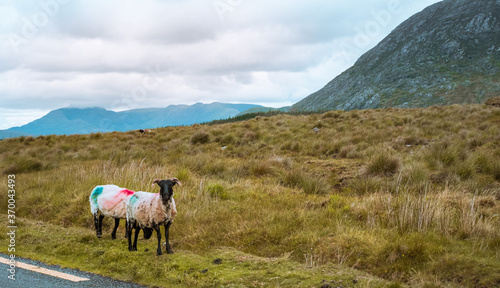 Ireland - Connemara