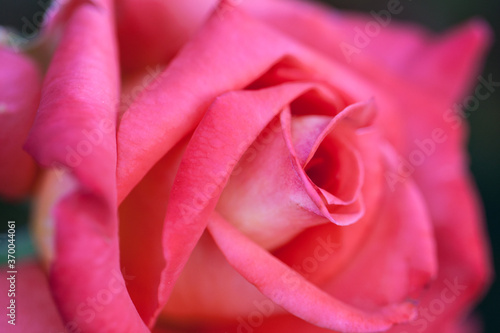 Rose petals macro