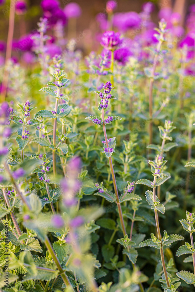 Fresh mint leaf with flowers. Herb leaves in Garden. Fresh mint leaf with flowers. Herb leaves in Garden.