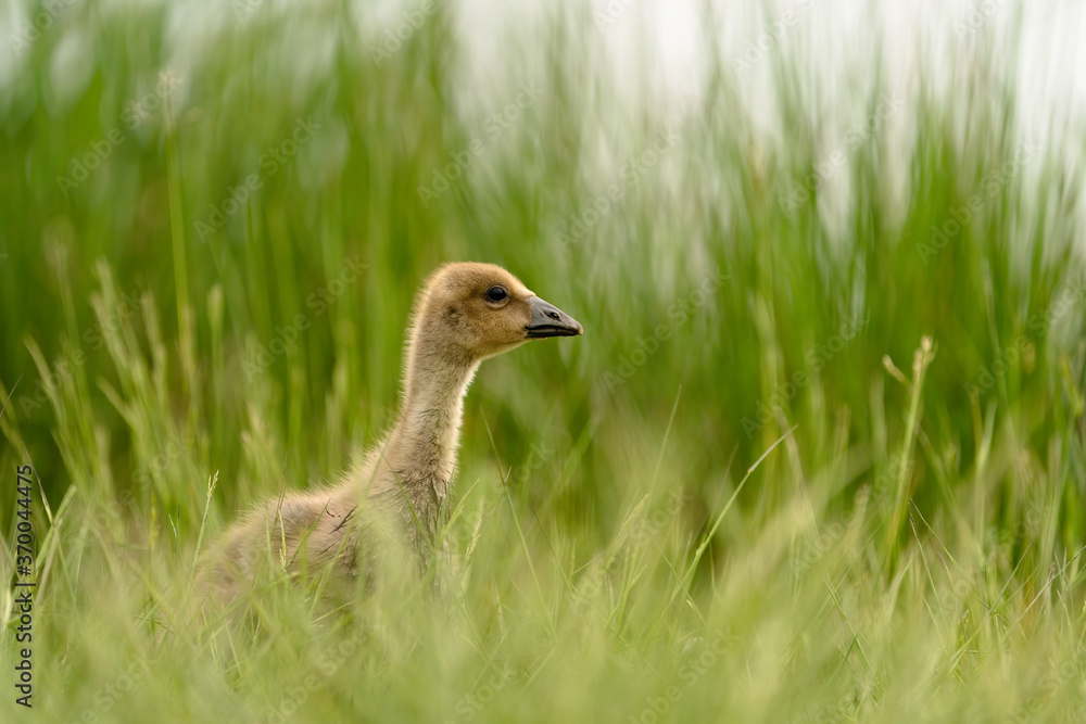 baby duck in the grass baby duck in the grass