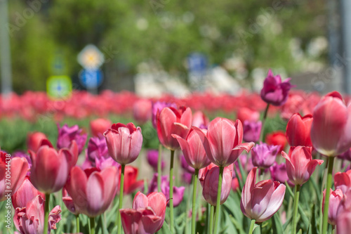 Tulip field close-up  flower bed  Moscow