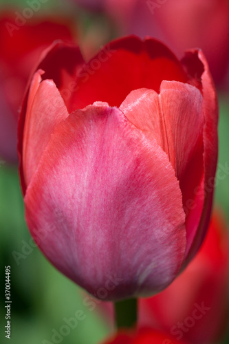 Red tulip in the garden macro