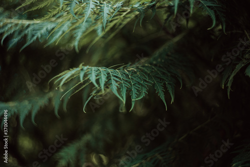 sumac tree green leaves background