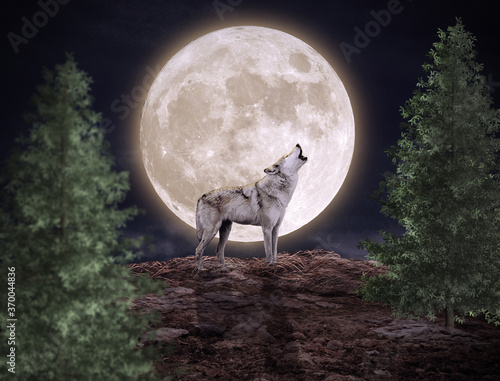 wolf howling at the moon © Bar