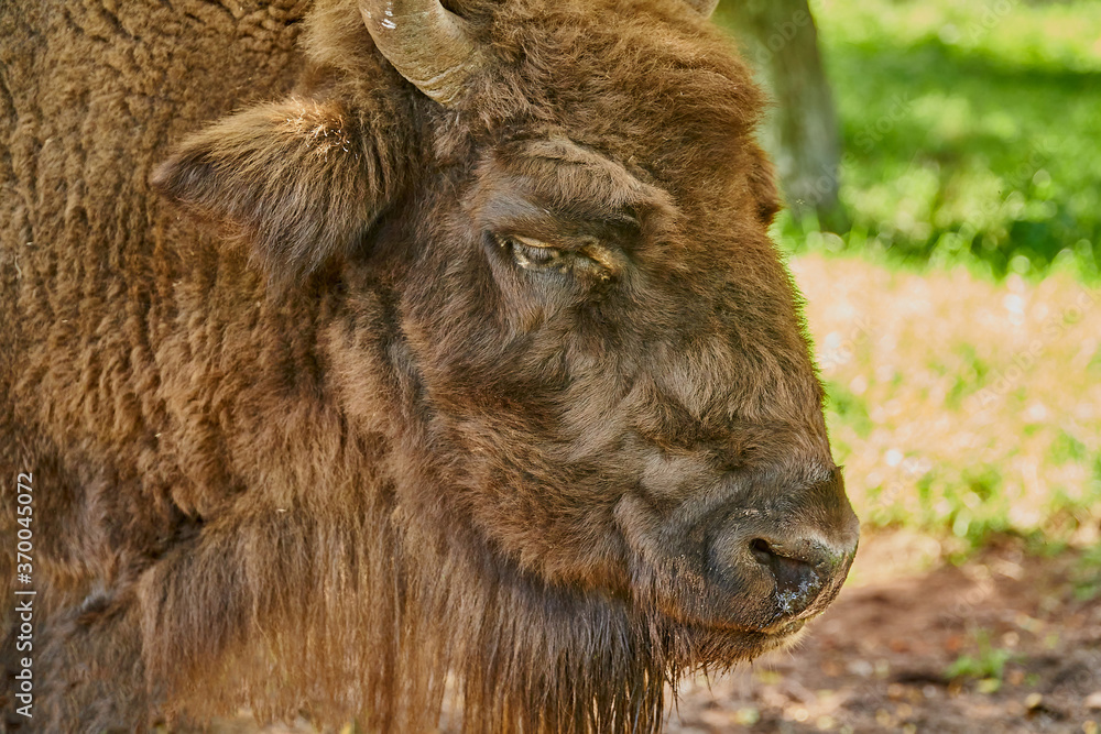 Bison portrait against green grass background. Close-up