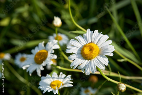 Flowering. Chamomile. Blooming chamomile bush, Chamomile flowers on a meadow in summer. Close-up