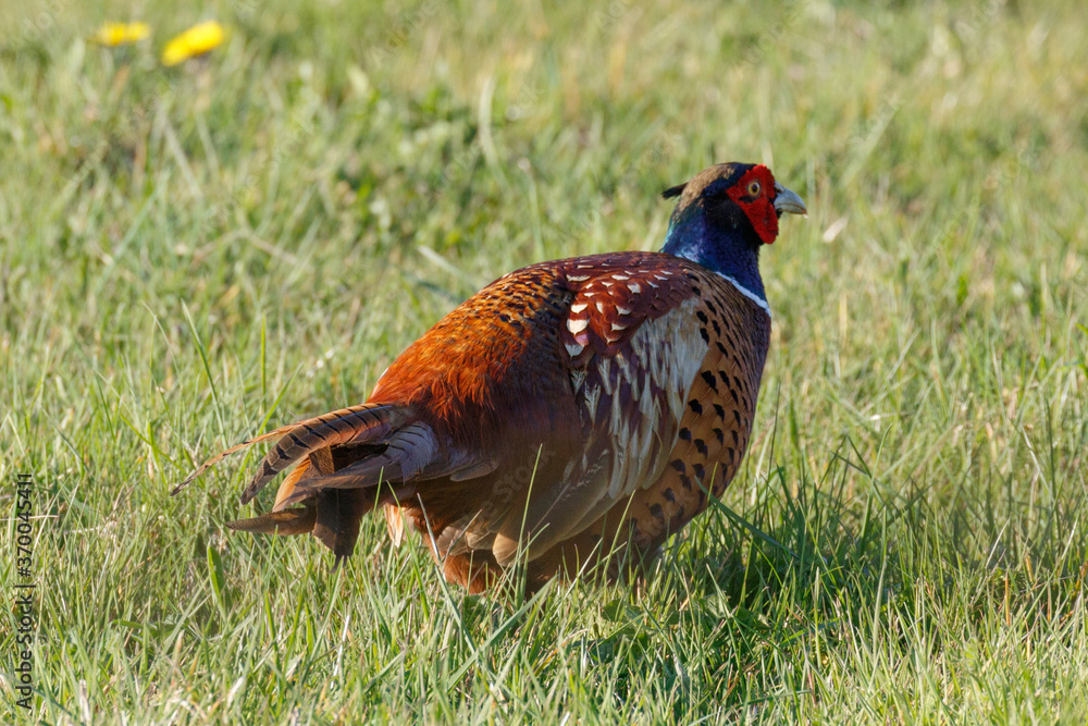 Fototapeta premium Male Pheasant in a grass field, scientific name Phasianus colchicus, United Kingdom, Europe