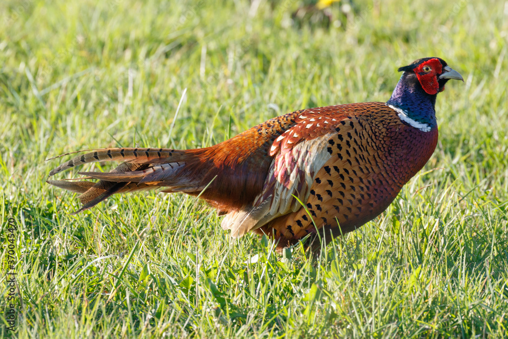 Fototapeta premium Male Pheasant in a grass field, scientific name Phasianus colchicus, United Kingdom, Europe
