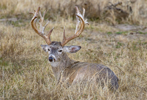 Big White-tailed Buck resting