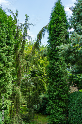 Landscaped evergreen garden with Juniper Juniperus communis Horstmann and Thuja occidentalis Columna(northern or eastern white cedar) in right. Interesting nature concept for background design.