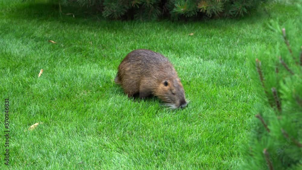 Closeup portrait of an animal in the wild, cute nutria walks in a green grass meadow, rodent with orange teeth. coypu on a green lawn among the trees in the zoo Closeup portrait of an animal in the wild, cute nutria walks in a green grass meadow, rodent with orange teeth. coypu on a green lawn among the trees in the zoo