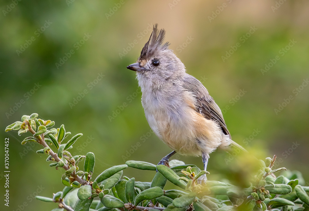 Obraz premium Black-crested Titmouse