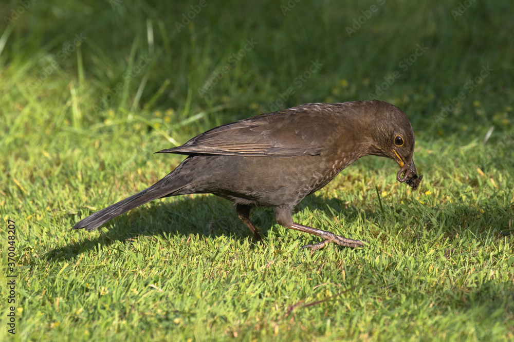 Female blackbird with a worm in it's beak, Oxfordshire, UK Female blackbird with a worm in it's beak, Oxfordshire, UK