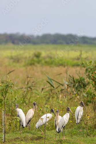 A lot Wood Storks (Mycteria americana)standing in vegetation - Mato Grosso do Sul - Brazil