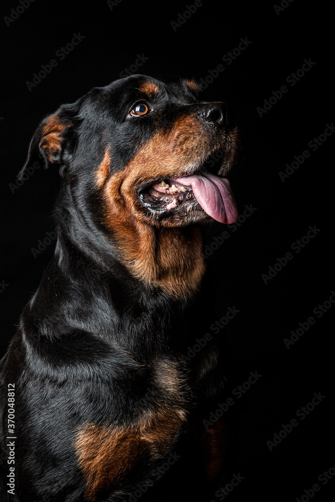 Fototapeta premium Portrait of a Rottweiler dog - Black Portrait