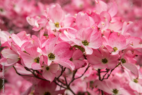 Canvas Print Pink dogwood blossoms in the spring, Salem Oregon