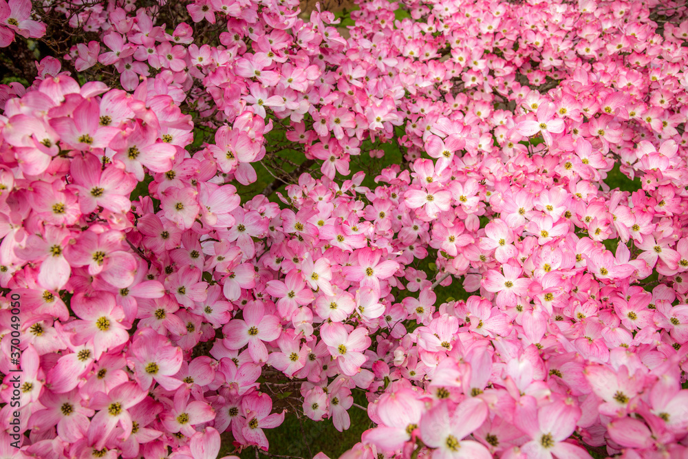 Pink dogwood blossoms in the spring, Salem Oregon Pink dogwood blossoms in the spring, Salem Oregon
