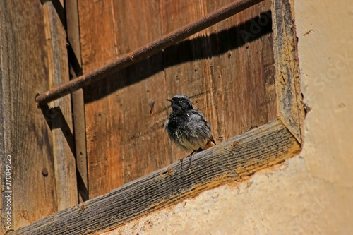 Black Redstart Bird - (Phoenicurus ochruros)