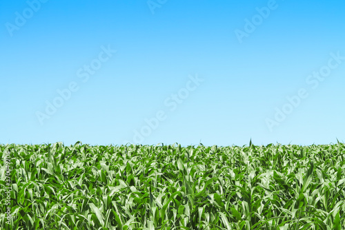 Quadro em tela Road and corn plantation at Minas GErais - Brazil
