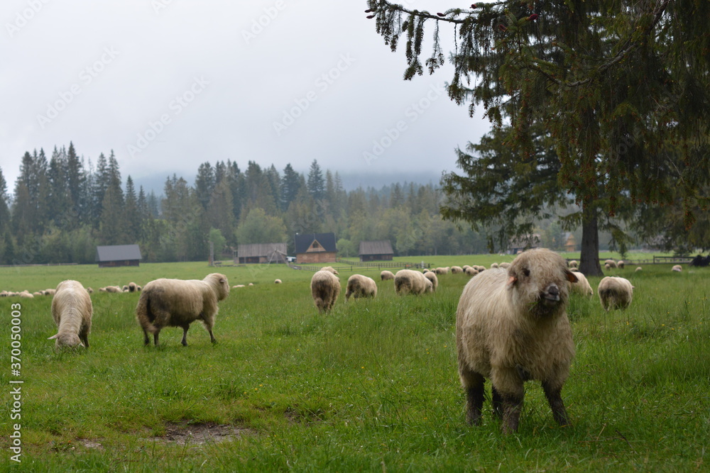 Obraz premium sheep in the field