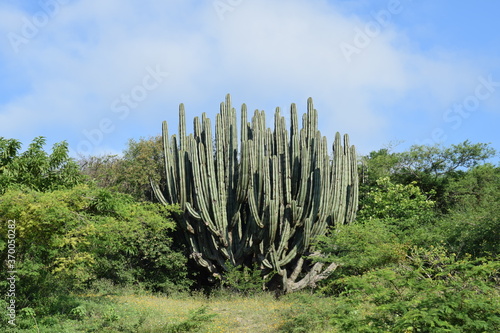 Cactus del occidente mexicano
