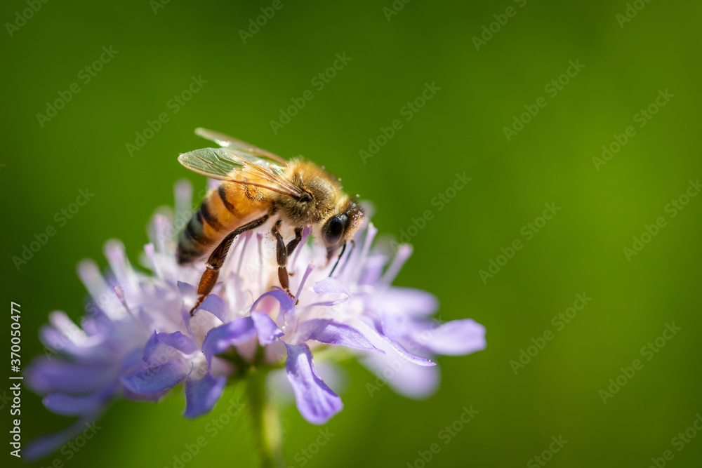 Bee on a spring flower collecting pollen and nectar Bee on a spring flower collecting pollen and nectar