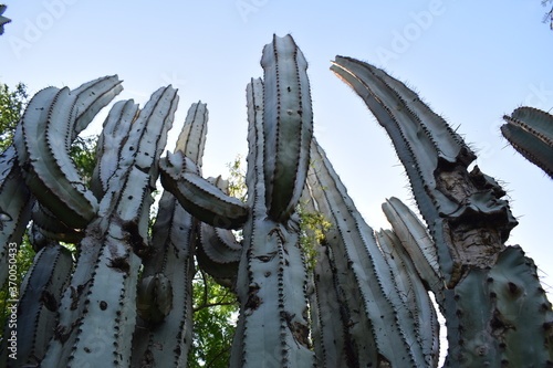 Cactus del occidente mexicano photo