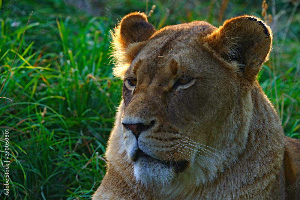 Fototapeta premium Sunset Lioness Closeup