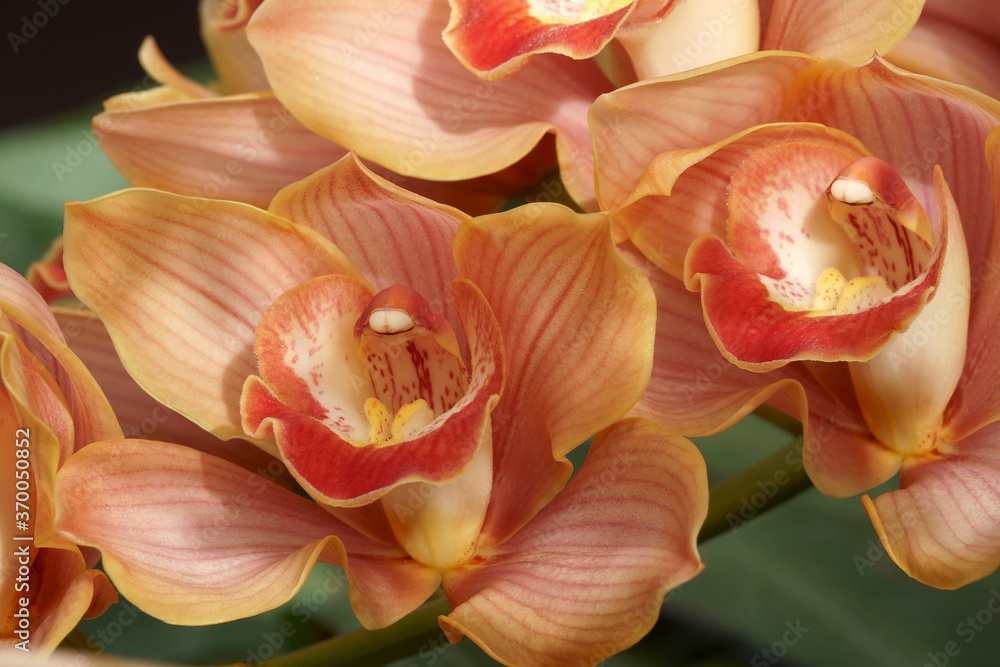 Fototapeta premium Hybrid Boat orchid (Cymbidium)