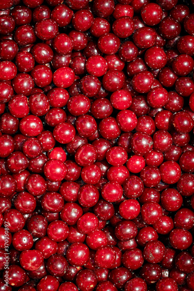 Background of ripe organic sour cherries in the sun Background of ripe organic sour cherries in the sun