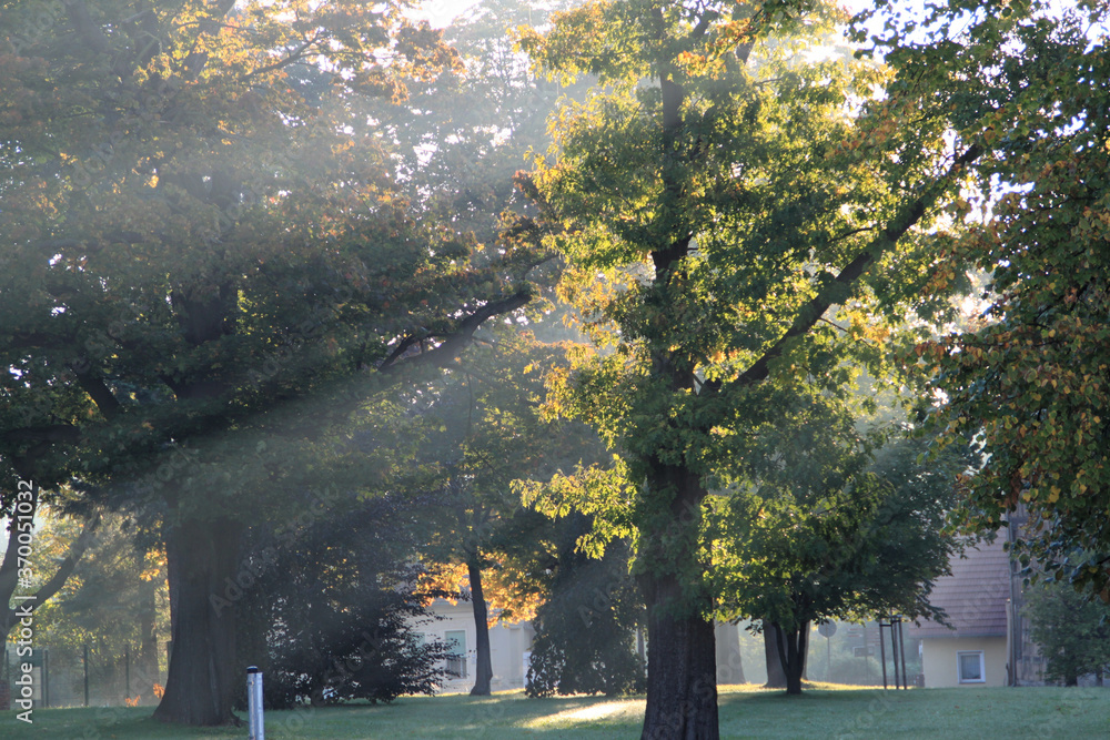 Oak in foggy morning sunlight