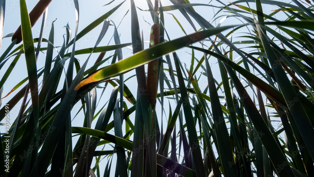 Obraz premium palm leaves of the sky