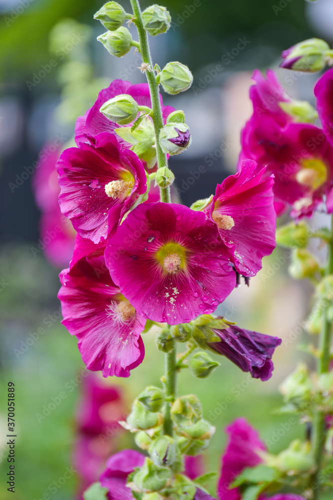 Fototapeta premium Purple Hollyhock