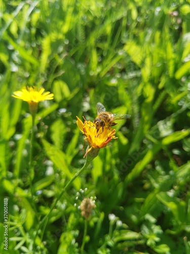 bee on flower