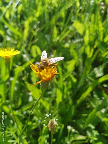 bee on flower