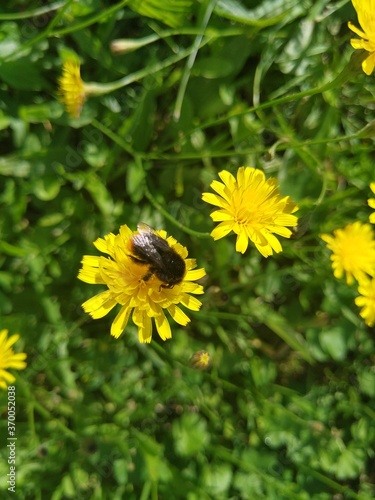 bee on flower