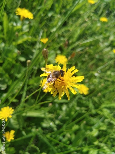 bee on flower
