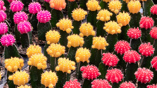 Colorful cactus in the garden © Nippich