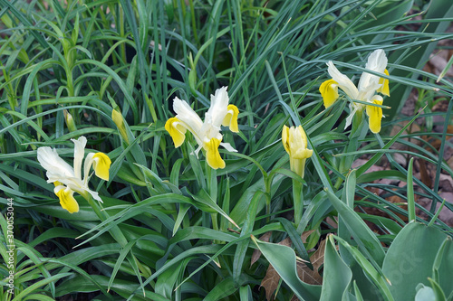 Obraz na plátně Corn-leaved juno iris (Iris bucharica)