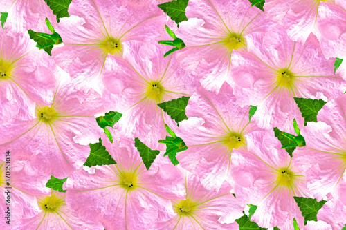 morning glory. Natural floral background.