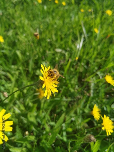 bee on flower