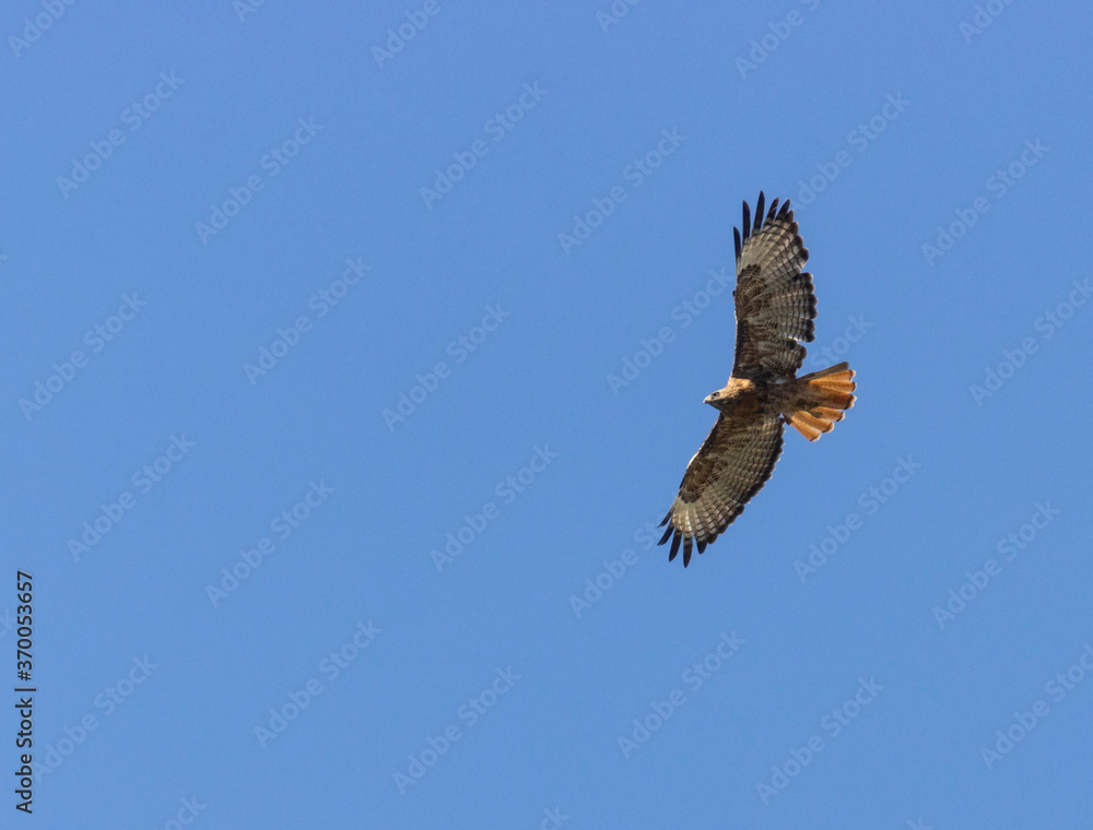 Fototapeta premium Red-tailed Hawk