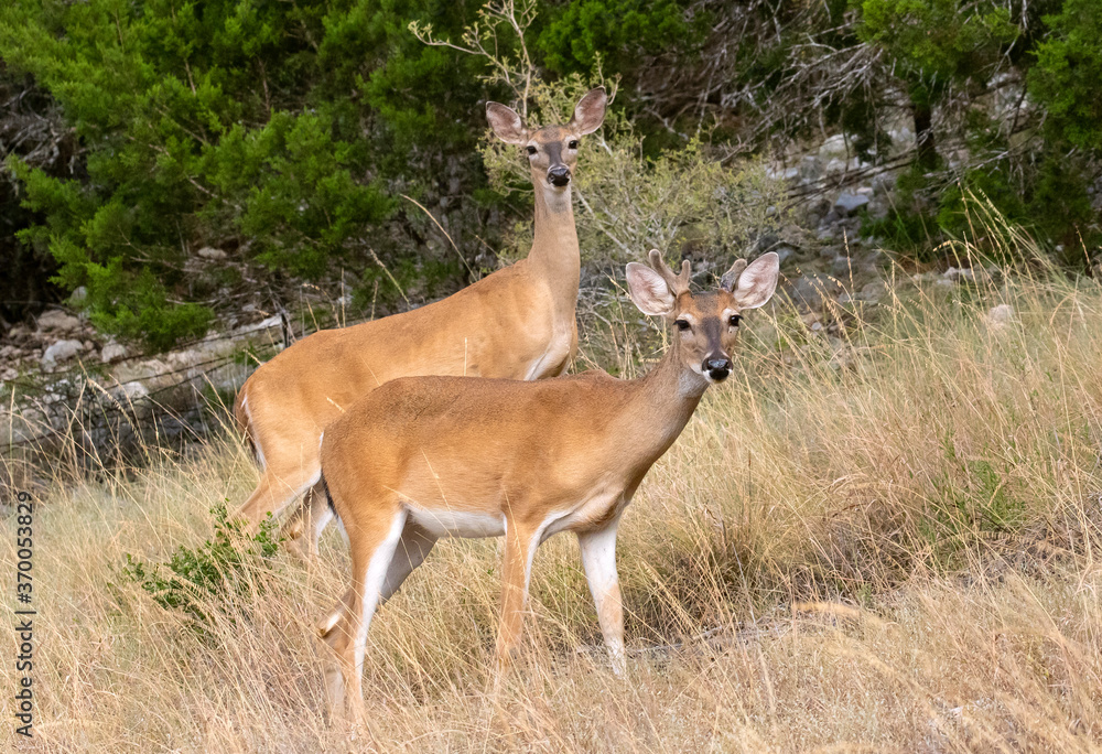 A Pair of White-tailed Deer A Pair of White-tailed Deer
