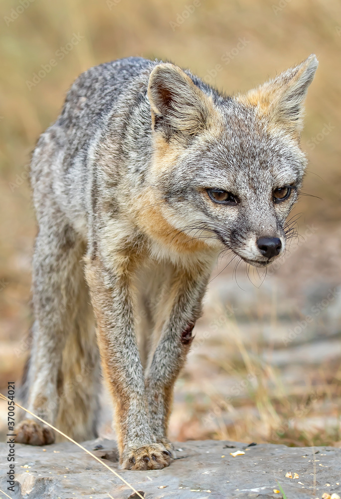 Gray Fox in Texas