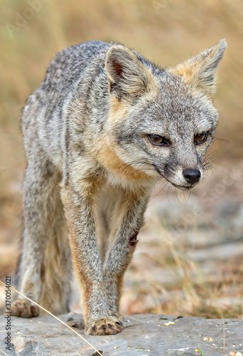 Gray Fox in Texas © Roger Gray
